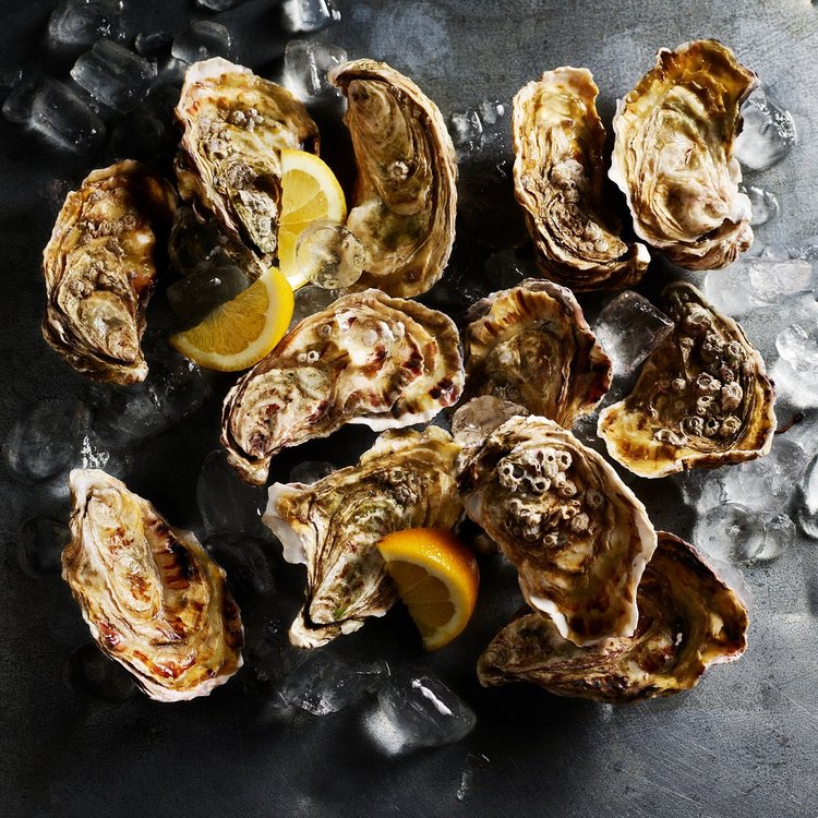 Oysters