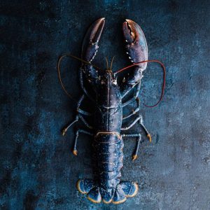 SurMer_blue+lobster