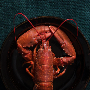 Lobster