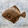 SurMer_WholeTurbot